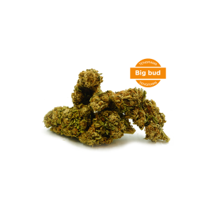 Pré-Rolls CBD - White Rabbit - (Boite de 16)